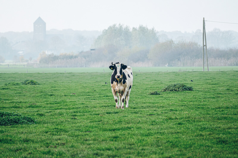 Rinderzucht-Kooperationspartner
